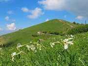 35 Narcissus poeticus (Narcisi...decimati dalla grandinata con vista sul Linzone ...!)